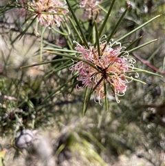 Hakea decurrens subsp. decurrens (Bushy Needlewood) at Bruce, ACT - 20 Sep 2025 by Lisa.Jok