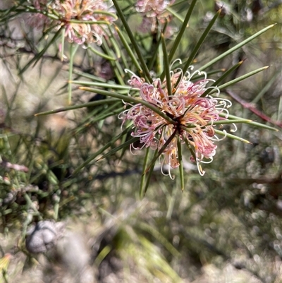 Hakea decurrens subsp. decurrens (Bushy Needlewood) at Bruce, ACT - 20 Sep 2025 by Lisa.Jok