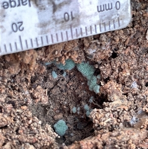 Trichoderma 'green fluffy' at Bruce, ACT - 20 Sep 2025 by Lisa.Jok