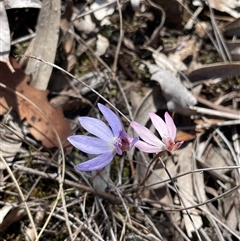 Caladenia caerulea (Blue Fingers, Blue Fairies) at Bruce, ACT - 20 Sep 2025 by Lisa.Jok