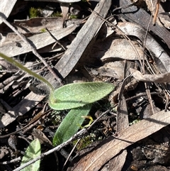 Glossodia major (Wax Lip Orchid) at Bruce, ACT - 20 Sep 2025 by Lisa.Jok