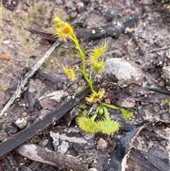 Drosera gunniana (Pale Sundew) at Bruce, ACT - 20 Sep 2025 by Lisa.Jok