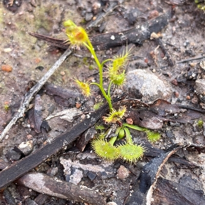 Drosera gunniana (Pale Sundew) at Bruce, ACT - 20 Sep 2025 by Lisa.Jok