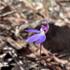 Caladenia caerulea (Blue Fingers, Blue Fairies) at Bruce, ACT - 20 Sep 2025 by Lisa.Jok