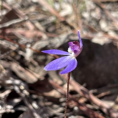 Caladenia caerulea (Blue Fingers, Blue Fairies) at Bruce, ACT - 20 Sep 2025 by Lisa.Jok