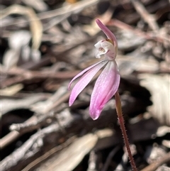 Caladenia fuscata (Dusky Fingers) at Bruce, ACT - 20 Sep 2025 by Lisa.Jok