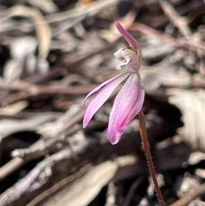 Caladenia fuscata (Dusky Fingers) at Bruce, ACT - 20 Sep 2025 by Lisa.Jok