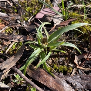 Luzula (genus) (Woodrush) at Bruce, ACT - 20 Sep 2025 by Lisa.Jok