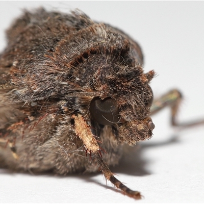 Agrotis infusa (Bogong Moth, Common Cutworm) at Lawson, ACT - 20 Sep 2025 by TimL