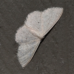Scopula optivata (Varied Wave) at Acton, ACT - 19 Sep 2025 by TimL