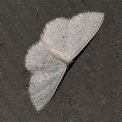 Scopula optivata (Varied Wave) at Acton, ACT - 19 Sep 2025 by TimL