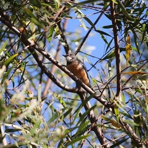Pachycephala rufiventris (Rufous Whistler) at Pappinbarra, NSW - 21 Sep 2025 by jonvanbeest