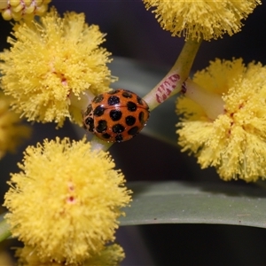 Harmonia conformis (Common Spotted Ladybird) at Acton, ACT - 19 Sep 2025 by TimL