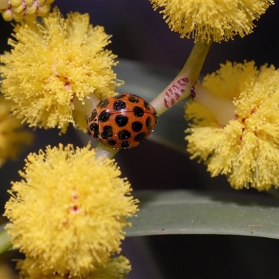 Harmonia conformis (Common Spotted Ladybird) at Acton, ACT - 19 Sep 2025 by TimL