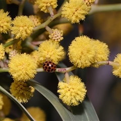 Harmonia conformis at Acton, ACT - 19 Sep 2025 12:26 PM