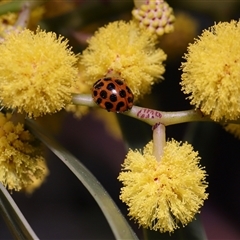 Harmonia conformis at Acton, ACT - 19 Sep 2025 12:26 PM