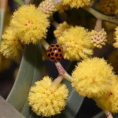 Harmonia conformis at Acton, ACT - 19 Sep 2025 12:26 PM