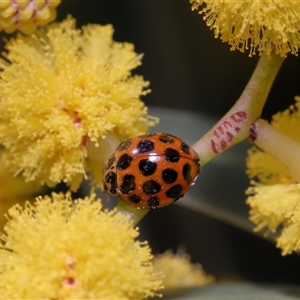 Harmonia conformis at Acton, ACT - 19 Sep 2025 12:26 PM
