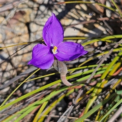 Patersonia sericea var. sericea (Silky Purple-flag) at Bombay, NSW - 20 Sep 2025 by MatthewFrawley