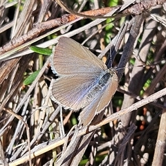 Zizina otis (Common Grass-Blue) at Bombay, NSW - 20 Sep 2025 by MatthewFrawley