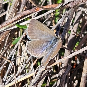 Zizina otis (Common Grass-Blue) at Bombay, NSW - 20 Sep 2025 by MatthewFrawley