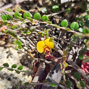 Bossiaea buxifolia (Matted Bossiaea) at Bombay, NSW - 20 Sep 2025 by MatthewFrawley