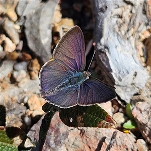 Erina acasta (Blotched Dusky-blue) at Bombay, NSW - 20 Sep 2025 by MatthewFrawley
