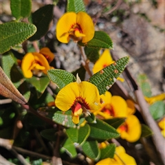 Mirbelia platylobioides (Large-flowered Mirbelia) at Bombay, NSW - 20 Sep 2025 by MatthewFrawley