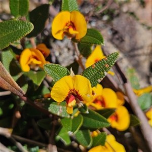 Mirbelia platylobioides (Large-flowered Mirbelia) at Bombay, NSW - 20 Sep 2025 by MatthewFrawley