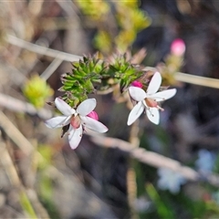 Rhytidosporum procumbens (White Marianth) at Bombay, NSW - 20 Sep 2025 by MatthewFrawley