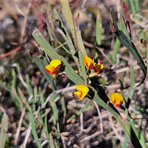 Bossiaea bombayensis (Bombay Bossiaea) at Bombay, NSW - 20 Sep 2025 by MatthewFrawley