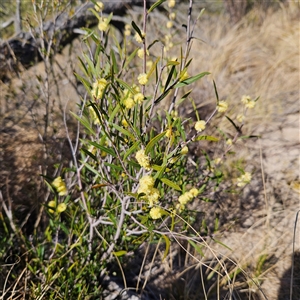Acacia siculiformis (Dagger Wattle) at Bombay, NSW - 20 Sep 2025 by MatthewFrawley