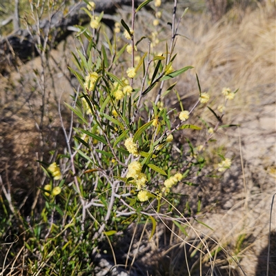 Acacia siculiformis (Dagger Wattle) at Bombay, NSW - 20 Sep 2025 by MatthewFrawley