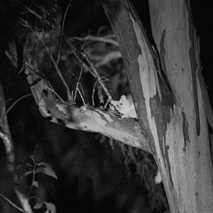 Petauroides volans (Southern Greater Glider) at • Carnarvon Gorge, QLD - 21 Jun 2019 by DAdeGroot