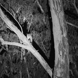 Petaurus australis (Yellow-bellied Glider) at • Carnarvon Gorge, QLD - 21 Jun 2019 by DAdeGroot