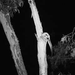Petaurus australis at • Carnarvon Gorge, QLD - suppressed