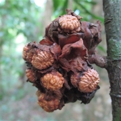 Pseuduvaria froggattii at Syndicate, QLD - 17 Mar 2015 by JasonPStewart