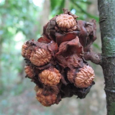 Pseuduvaria froggattii at Syndicate, QLD - 17 Mar 2015 by JasonPStewart