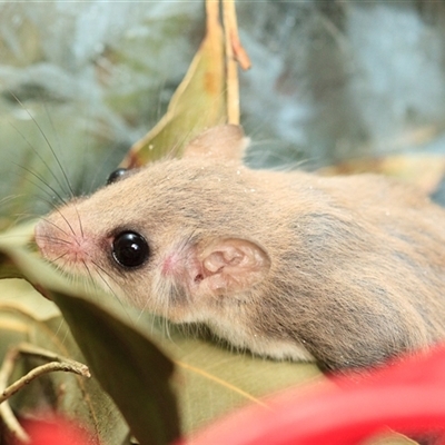 Acrobates pygmaeus (Feathertail Glider) at Cedar Creek, QLD - 28 Aug 2011 by DAdeGroot
