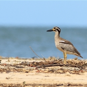 Esacus magnirostris (Beach Stone-curlew) at Bongaree, QLD - 13 Mar 2011 by DAdeGroot