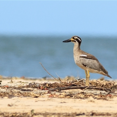 Esacus magnirostris (Beach Stone-curlew) at Bongaree, QLD - 13 Mar 2011 by DAdeGroot