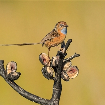 Stipiturus malachurus (Southern Emu-wren) at Yuraygir, NSW - 10 Oct 2015 by DAdeGroot