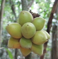 Pseuduvaria froggattii at Syndicate, QLD - 17 Mar 2015 by JasonPStewart