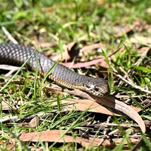 Austrelaps ramsayi (Highlands Copperhead) at Wentworth Falls, NSW - 19 Sep 2025 by davidcunninghamwildlife