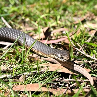 Austrelaps ramsayi (Highlands Copperhead) at Wentworth Falls, NSW - 19 Sep 2025 by davidcunninghamwildlife