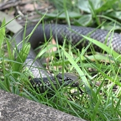 Austrelaps ramsayi at Wentworth Falls, NSW - 19 Sep 2025 10:48 AM