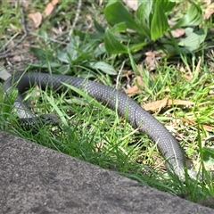 Austrelaps ramsayi at Wentworth Falls, NSW - 19 Sep 2025 10:48 AM