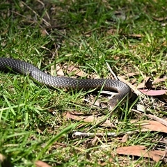 Austrelaps ramsayi at Wentworth Falls, NSW - 19 Sep 2025 10:48 AM