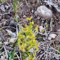 Drosera (genus) (A Sundew) at Theodore, ACT - 20 Sep 2025 by VeraKurz