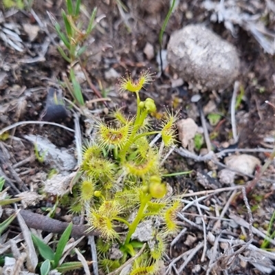 Drosera (genus) (A Sundew) at Theodore, ACT - 20 Sep 2025 by VeraKurz